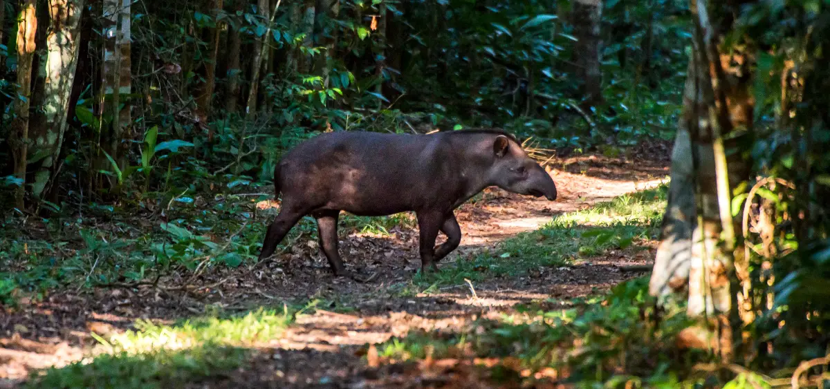 Showing the image of World Tapir Day