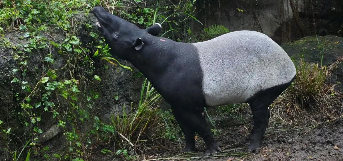 Showing the image of World Tapir Day