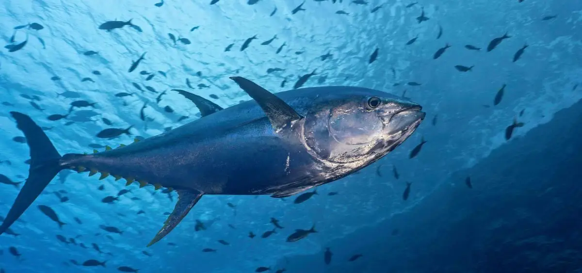 Showing the image of World Tuna Day