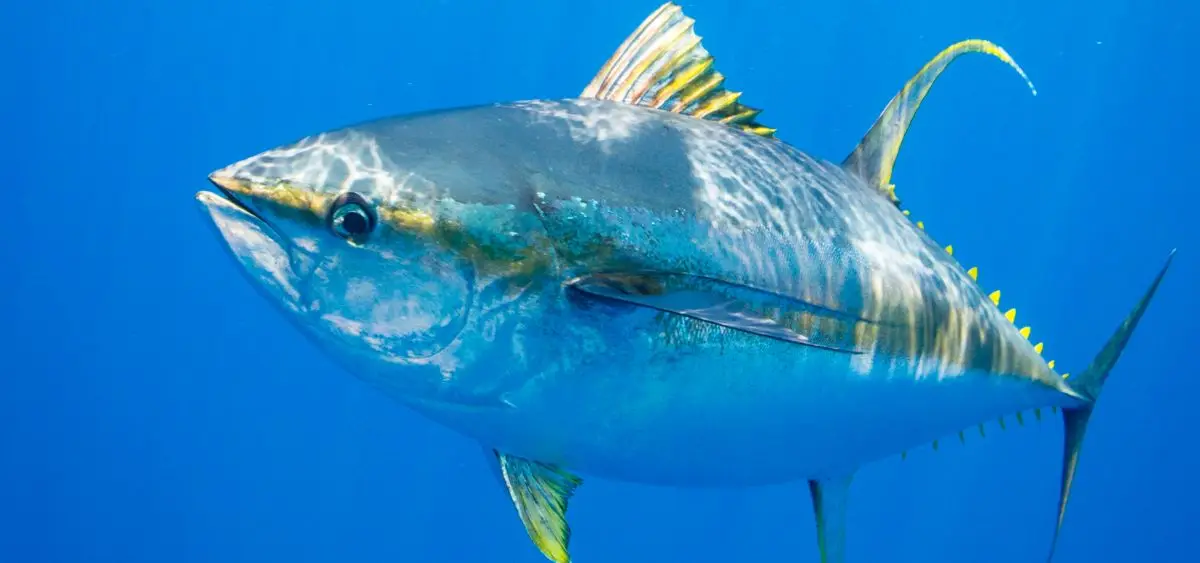 Showing the image of World Tuna Day