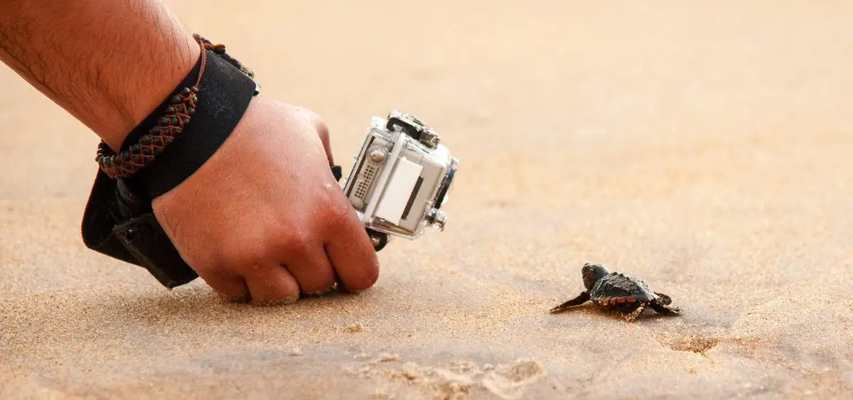 Showing the image of World Turtle Day