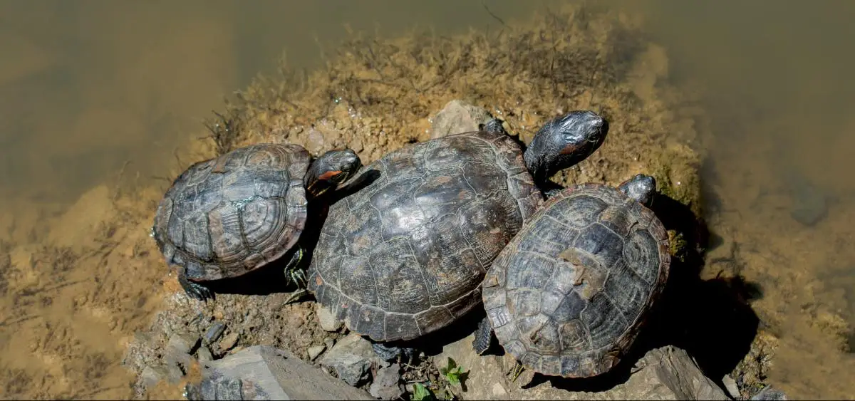 Showing the image of World Turtle Day