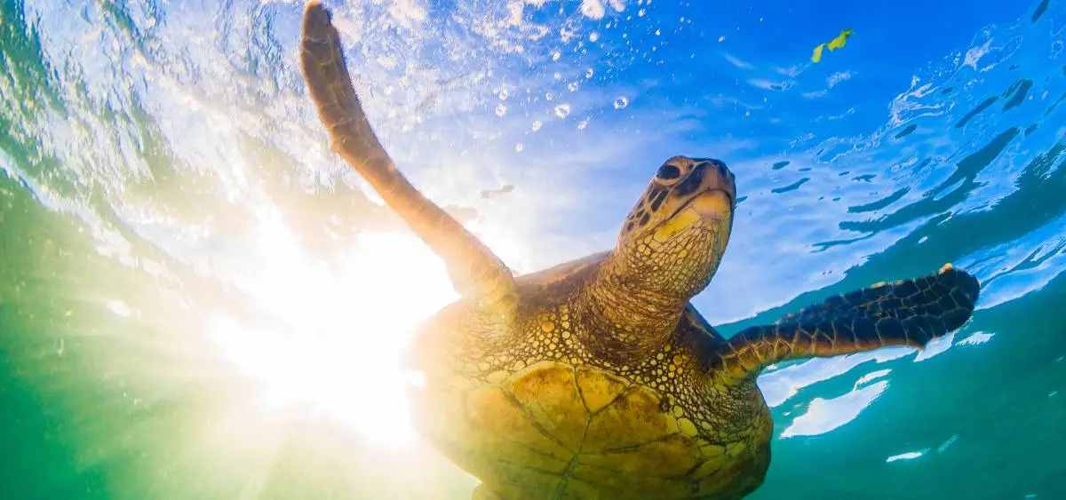 Showing the image of World Turtle Day