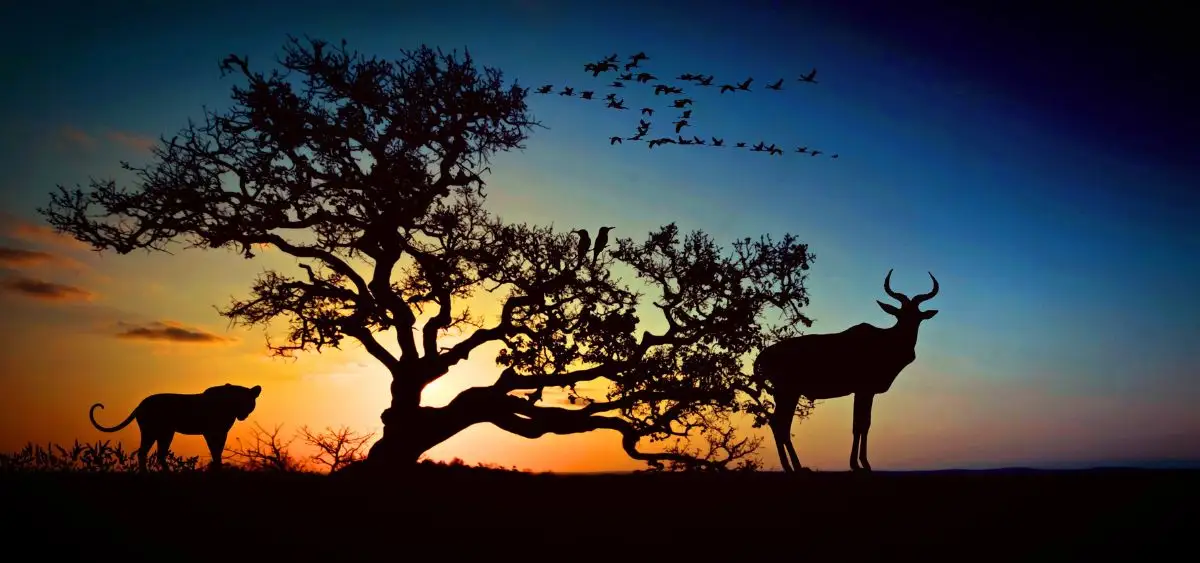 Showing the image of AI in wildlife conservation