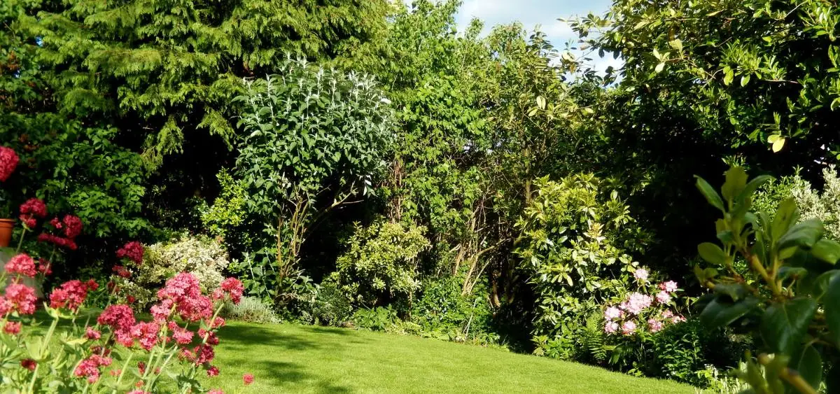 Learn how to build a Sponge Garden to fight drought, save rainwater, and keep your garden green. Discover simple, eco-friendly ideas to start today.