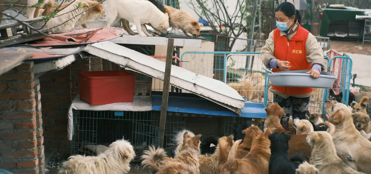 Showing the image of Animal Products