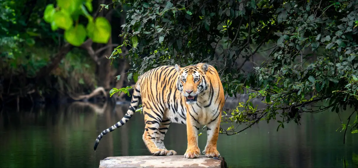 Showing the image of World Environment Day
