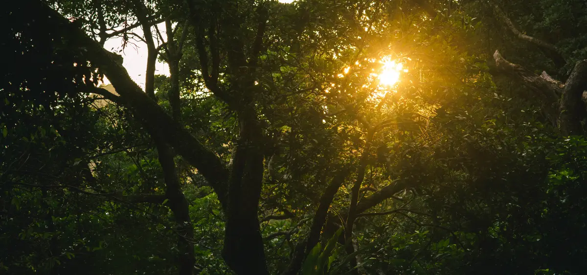 Showing the image of World Environment Day