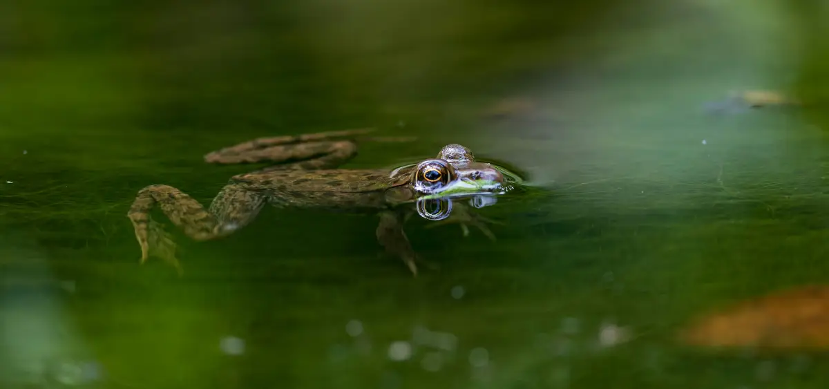 Showing the image of World Environment Day