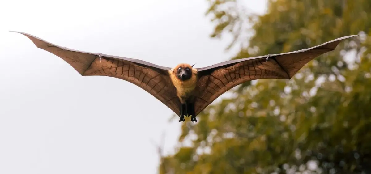 Showing the image of Bat Myths
