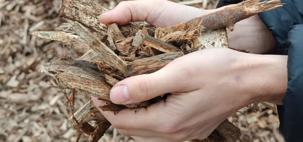 क्या बायोमास टिकाऊ है की छवि दिखा रहा है