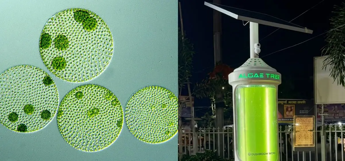 showing the image of Algae Tree
